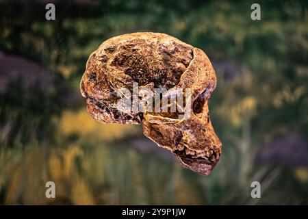 Australopithecus africanus. Teschio preistorico umano, dettaglio di archeologia, storia dell'umanità. Foto Stock