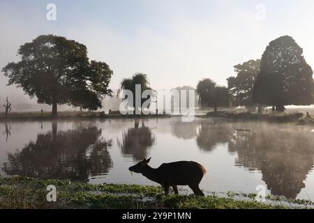 Richmond upon Thames, Londra. Venerdì 11 ottobre 2024. Un cervo pascolava in una mattina nebbiosa e autunnale a Bushy Park vicino a Hampton Court, Londra. Il credito fotografico dovrebbe leggere: Katie Collins/Alamy Live News Foto Stock