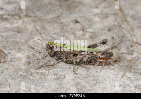 Grasshopper colorato Woodland (rufipes Omocestus). Sussex, Regno Unito Foto Stock