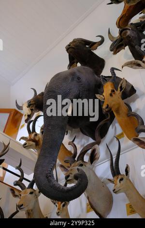 Trofei di caccia al castello di Dunrobin vicino a Golspie Highland, Scozia Foto Stock