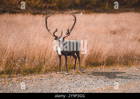 Maestosa renna nel Wilds of Finland Foto Stock