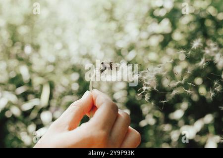 Una mano che soffia delicatamente i semi di dente di leone, che galleggia nella natura. Foto Stock