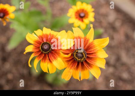 Primo piano di due margherite gialle e arancioni Foto Stock