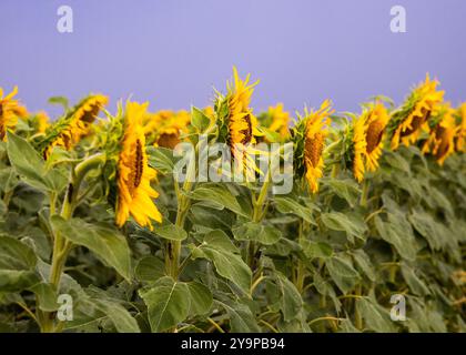 vista ravvicinata di una fila di girasoli contro un cielo scuro Foto Stock