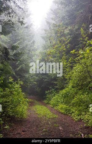 Un sentiero sterrato che attraversa una foresta nebbiosa di alberi verdi Foto Stock