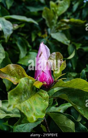 Bocciolo di fiori di Magnolia rosa nel giardino Foto Stock