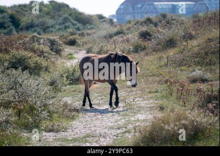 I cavalli selvatici Konik e i pony Exmoor vivono in un paesaggio di dune in una riserva naturale, per la gestione naturale delle dune per frenare la crescita degli arbusti, ne Foto Stock