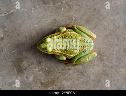 Southern Bell Frog Ranoidea raniformis su cemento, verde con b Foto Stock