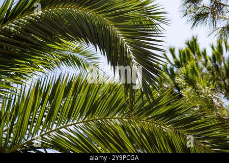 Primo piano di rigogliose fronde di palme verdi, sfondo naturale astratto Foto Stock