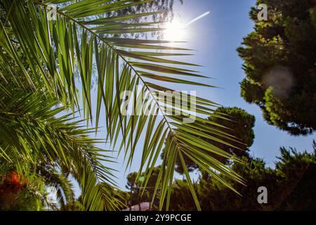 lush green palm fronds gracefully arching against sunlit background Foto Stock