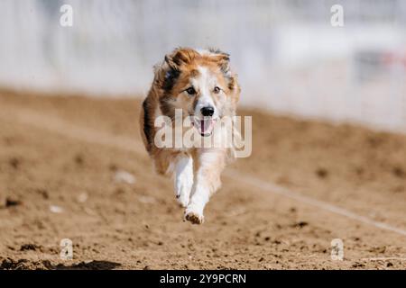 White Border Collie Running Lure Course Dog Sport Foto Stock