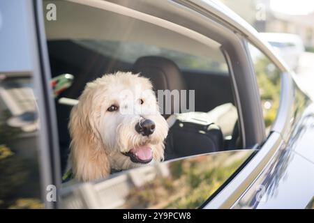 Cane felice che guarda fuori dal finestrino di un'auto Foto Stock