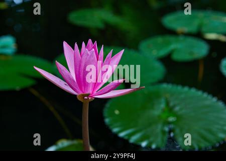 Primo piano di ninfee rosa che sbocciano sull'acqua Foto Stock