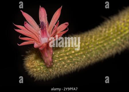 Fiore di Cactus Golden Rat Tail di notte Foto Stock