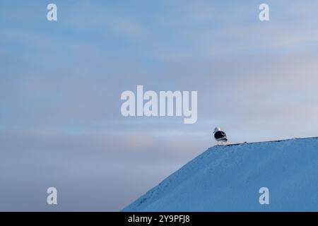 Tern sulla neve. Natura antartica. Fauna selvatica Foto Stock