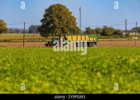 Trattore con rimorchio trinciatore che attraversa la strada davanti a un campo di barbabietole da zucchero. Foto di alta qualità Foto Stock