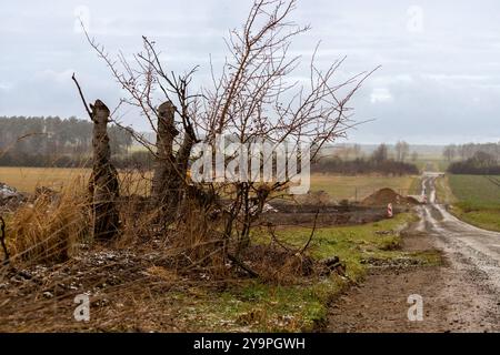 Albero morto in inverno con la neve. Foto di alta qualità Foto Stock