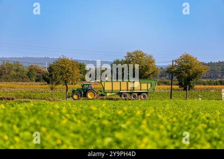 Trattore con rimorchio trinciatore che attraversa la strada davanti a un campo di barbabietole da zucchero. Foto di alta qualità Foto Stock