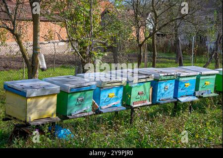 Una fila di alveari colorati dipinti in varie tonalità di blu, giallo e verde si erge in giardino, gli alveari sono fatti di legno e hanno un alluminio Foto Stock