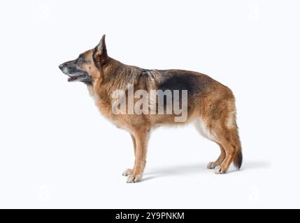 Vista laterale senior femmina di Sheperd tedesco, razze e trattamento degli animali domestici, isolata su sfondo bianco Foto Stock