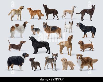 Cani di diverse razze in piedi, corpo intero, collezione di ritratti, sfondo bianco Foto Stock