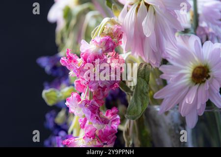 Primo piano di fiori rosa e blu in un vaso. Foto Stock