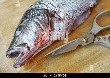 Primo piano di un pesce intero su un tagliere di legno. Dentice rosso pesce crudo su un tagliere di legno con forbici. Concetto di cibo sano, vista dall'alto. NoBo Foto Stock