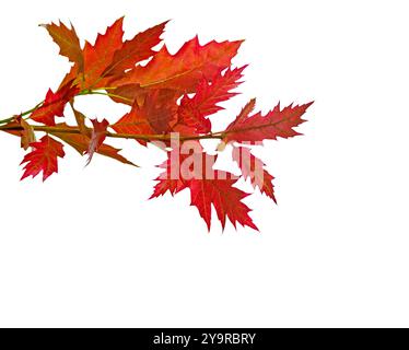 Due rami con foglie autunnali rosse isolate su sfondo bianco. Northern Red Oak Foto Stock