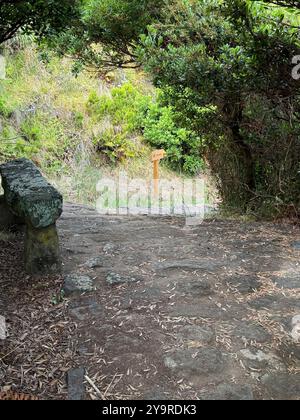 Sentiero boschivo ombreggiato con panca in pietra e cartello rustico lungo un sentiero escursionistico sull'isola di São Miguel, Azzorre. Foto Stock