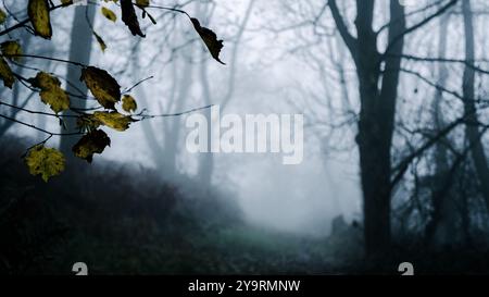 Modifica della profondità del campo delle lamelle in primo piano. In una misteriosa foresta spettrale con una silhouette dalla nebbia in inverno Foto Stock