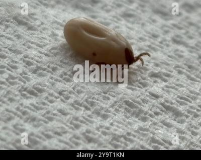 Tick (lxodida) aracnide completamente inglobato Chard Somerset Inghilterra regno unito. Foto Stock