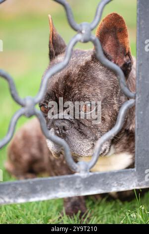Un piccolo cane pugile, un bulldog francese che guarda attraverso la recinzione metallica Foto Stock