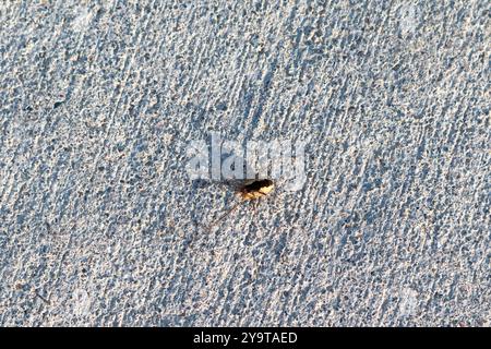 Un Harvestman o Daddy Longlegs su un percorso di cemento Foto Stock