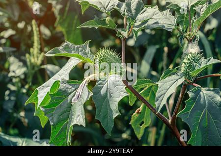 Ramo verde con frutti spinosi della pianta allucinogena tromba del diavolo (Datura Stramonium). Medicina. Foto Stock