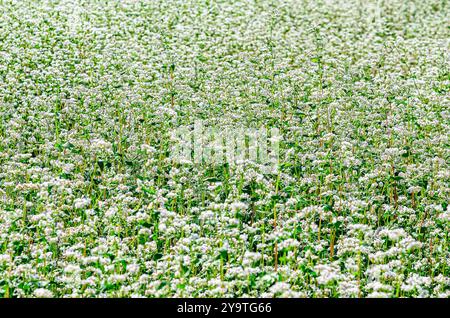 Fondo astratto fiore di grano saraceno bianco su stelo verde. Il concetto di fioritura primaverile. Campo in prospettiva Foto Stock