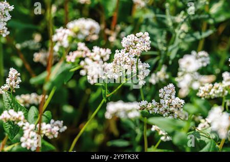 Campo di grano saraceno fiorito (Fagopyrum esculentum), primo piano. Collezione botanica di piante commestibili Foto Stock