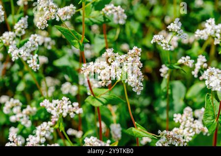 Campo di grano saraceno fiorito (Fagopyrum esculentum), primo piano. Collezione botanica di piante commestibili Foto Stock