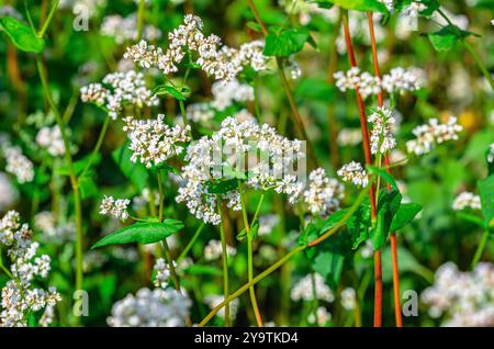 Campo di grano saraceno fiorito (Fagopyrum esculentum), primo piano. Collezione botanica di piante commestibili Foto Stock