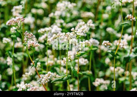 Infiorescenza del fiore di grano saraceno bianco su gambo verde lungo. Messa a fuoco selettiva. Campo in fiore in primavera Foto Stock