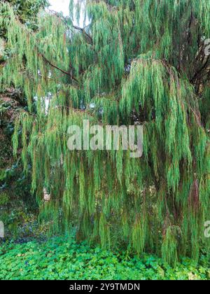 Gocciolamento, rami rivestiti di aghi del ginepro dell'Himalaya, Juniperus recurva var. Coxii "Castlewellen" Foto Stock