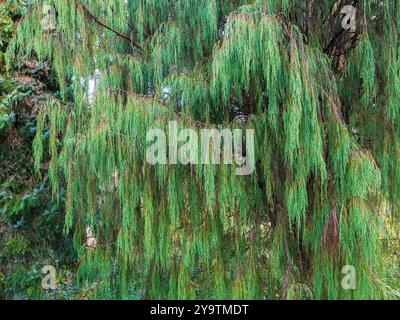 Gocciolamento, rami rivestiti di aghi del ginepro dell'Himalaya, Juniperus recurva var. Coxii "Castlewellen" Foto Stock