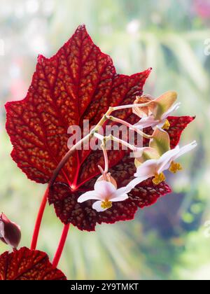 Lati inferiori rossi del fogliame e fiori rosa pallido della perenne fredda e resistente, Begonia "Sterling Moon" Foto Stock