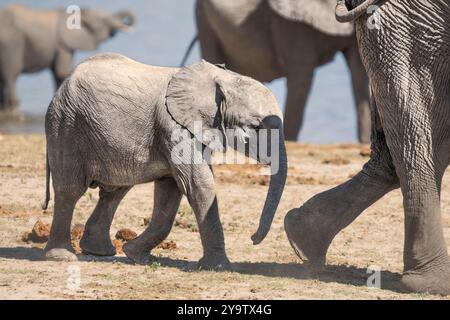 Il vitello elefante, Loxodontra Africana, segue da vicino la madre. Un animale adulto guarda attentamente il suo bambino. Parco nazionale del Chobe, Botswana, Africa Foto Stock