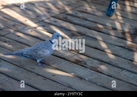 Una tranquilla scena di una colomba che riposa all'ombra di un ombrello di paglia vicino alla baia, mescolando natura e tranquillità costiera. Foto Stock