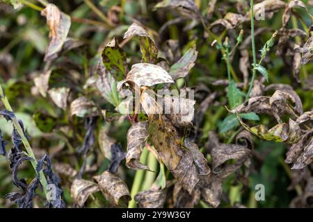 Marciume marrone di peonie da giardino. Foglie di una peonia a forma di albero con segni di malattie fungine sulle foglie. Macchia marrone e ruggine sul giardino peony. Foto Stock