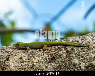 Piccolo geco diurno delle Seychelles (Phelsuma astriata), fotografato su Mahé. Foto Stock