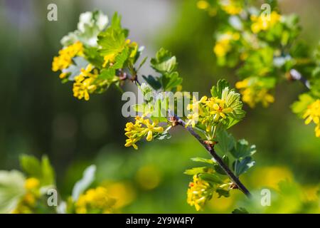 Fiori gialli di Ribes Aureum in una giornata estiva di sole, foto macro con messa a fuoco selettiva e morbida Foto Stock