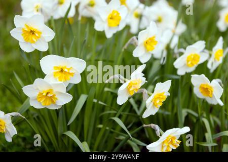 I fiori gialli bianchi di Narciso crescono in un giardino in una giornata di sole, foto ravvicinata Foto Stock