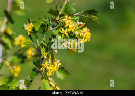 Ribes Aureum in fiore, fiori gialli e foglie verdi in una giornata estiva di sole, foto macro con messa a fuoco selettiva e morbida Foto Stock