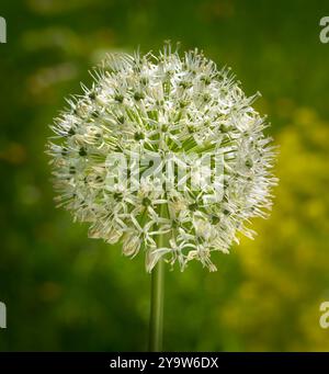 Cipolla ornamentale (specie Allium stipitatum - Monte Everest) palla monofiore in primo piano Foto Stock